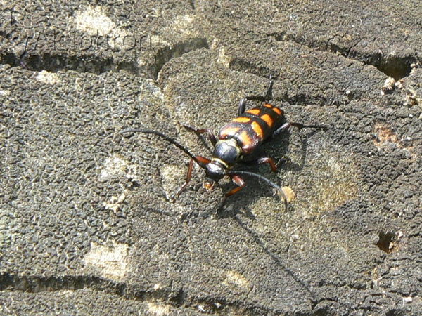Leptura aurulenta