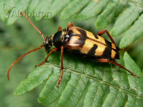 Leptura aurulenta