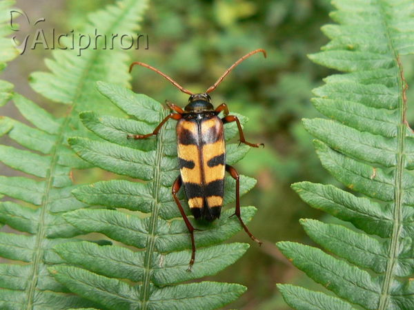Leptura aurulenta