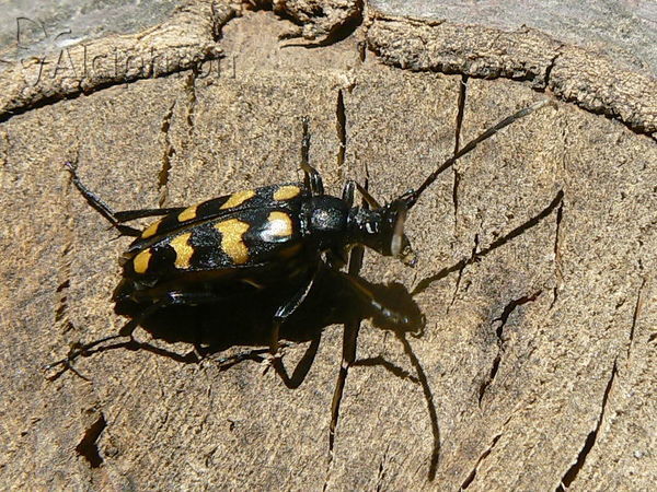 Leptura quadrifasciata