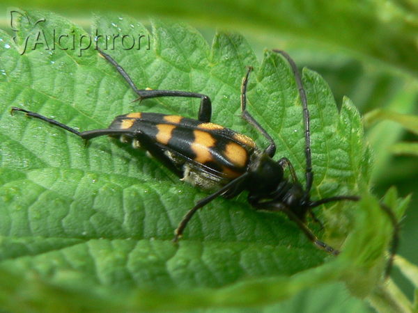 Leptura quadrifasciata