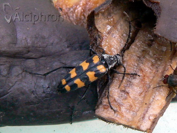 Leptura quadrifasciata