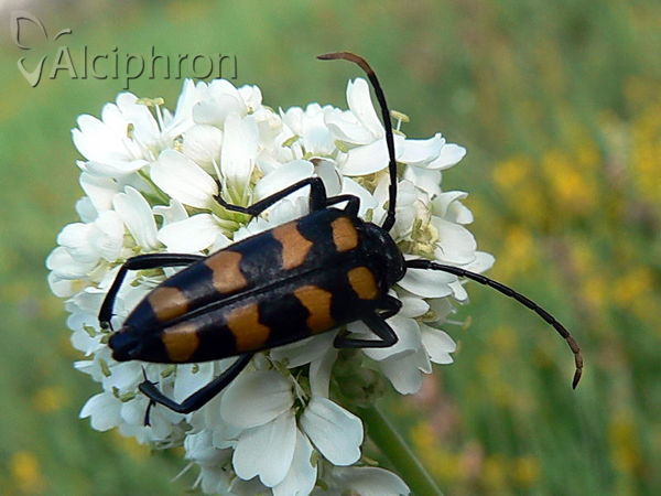 Leptura quadrifasciata