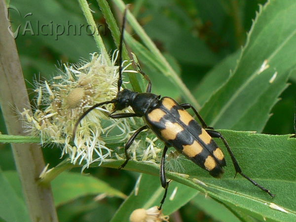 Leptura quadrifasciata