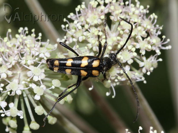 Leptura quadrifasciata