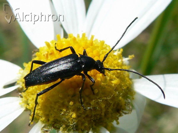 Leptura aethiops