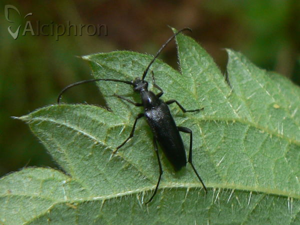 Leptura aethiops