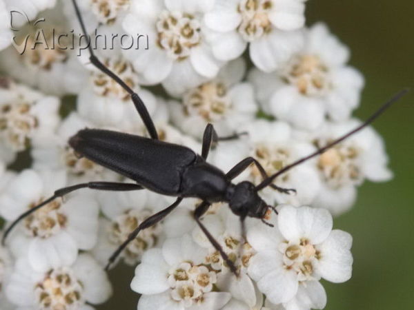 Leptura aethiops