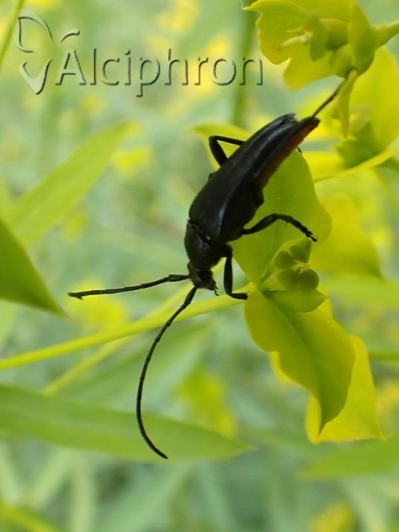 Pedostrangalia verticalis