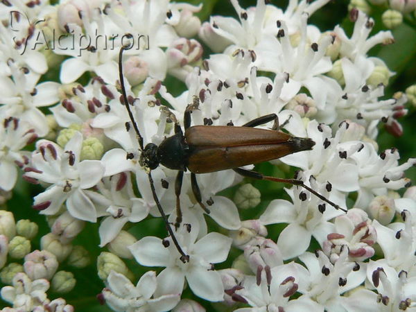 Etorofus pubescens