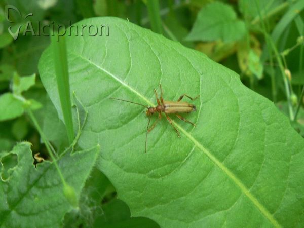 Pidonia lurida