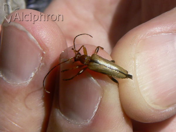 Pidonia lurida