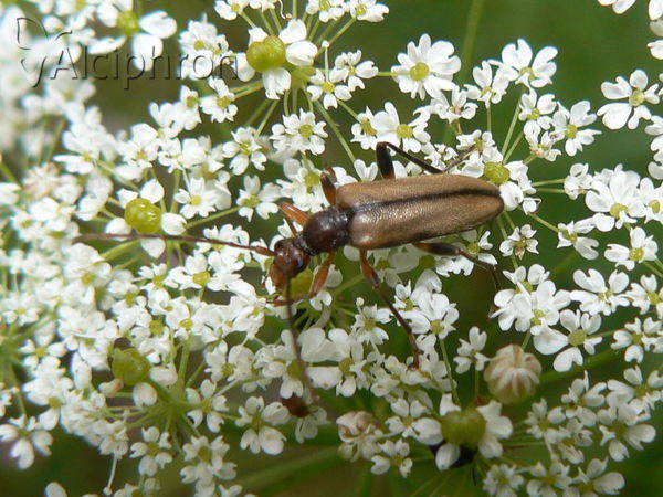 Pidonia lurida