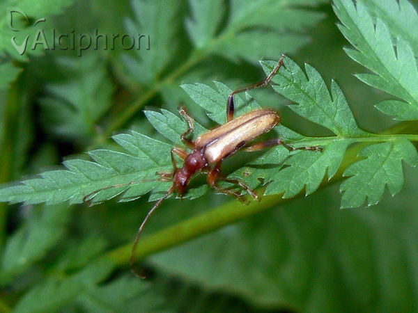 Pidonia lurida
