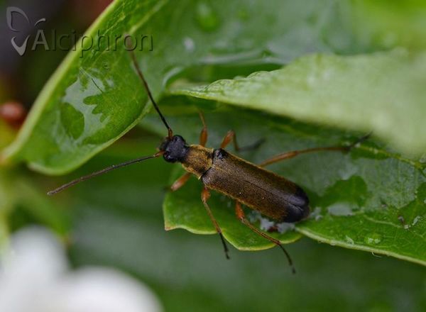 Grammoptera ustulata
