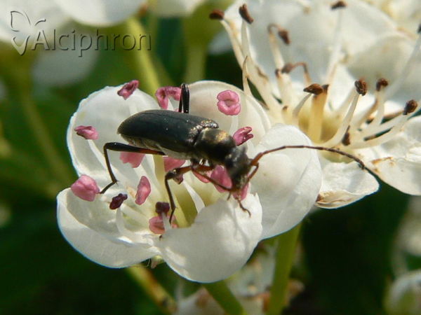Grammoptera ruficornis