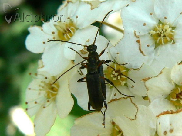 Grammoptera ruficornis