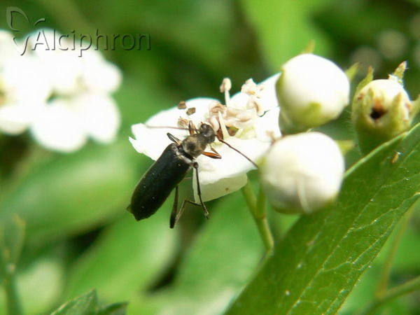 Grammoptera ruficornis