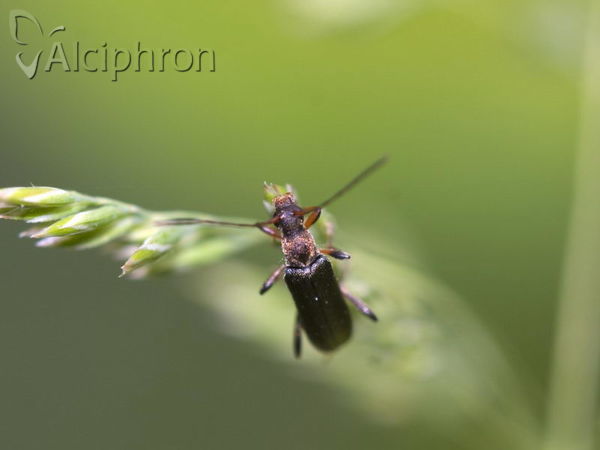 Grammoptera ruficornis