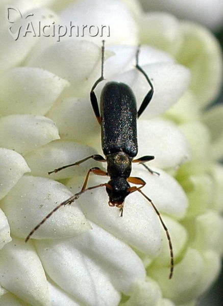 Grammoptera ruficornis