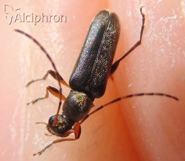 Grammoptera ruficornis