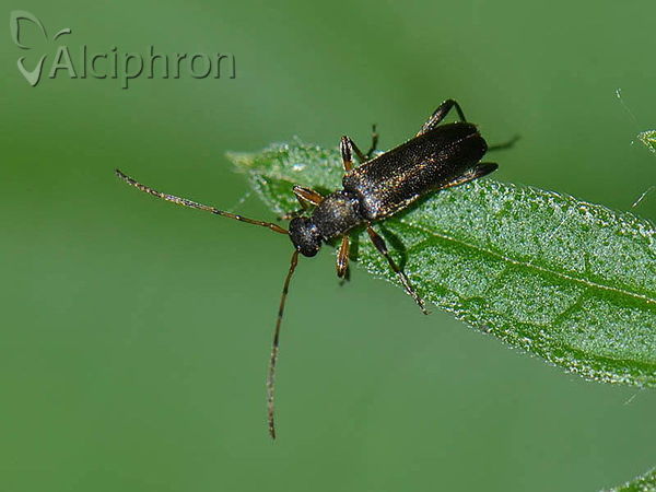 Grammoptera ruficornis