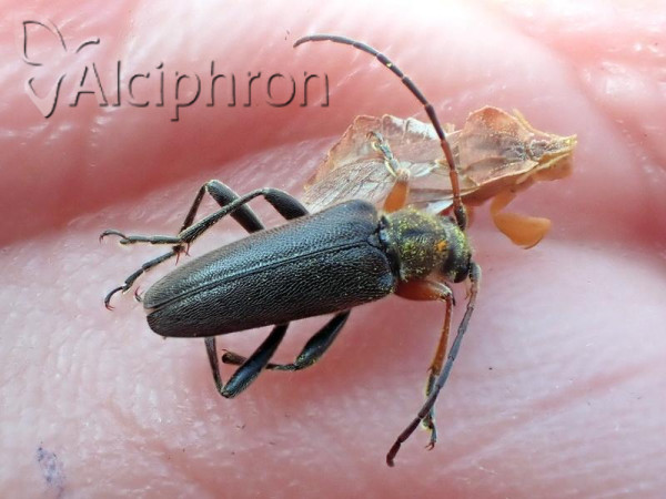 Cortodera femorata