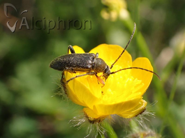 Cortodera femorata