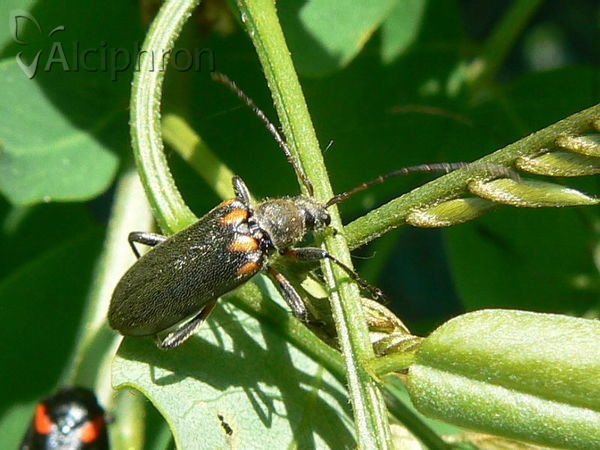Cortodera humeralis