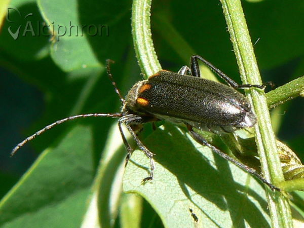 Cortodera humeralis