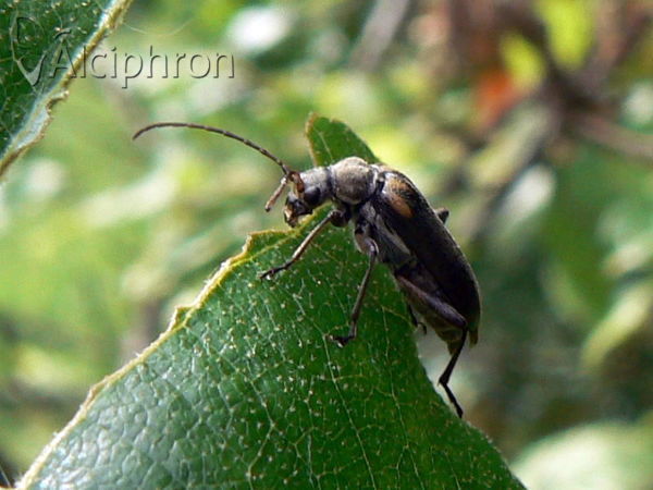 Cortodera humeralis