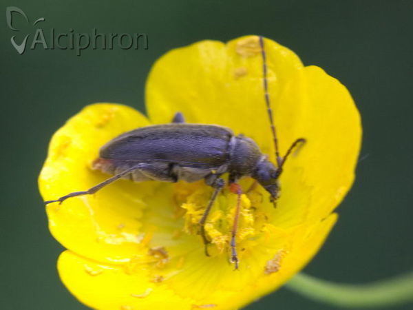 Cortodera humeralis
