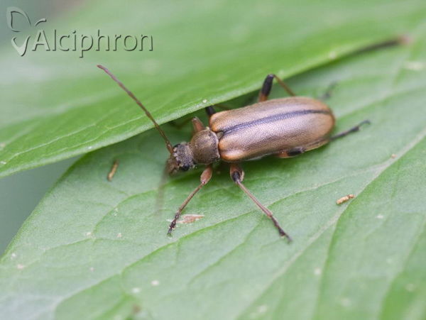 Cortodera humeralis