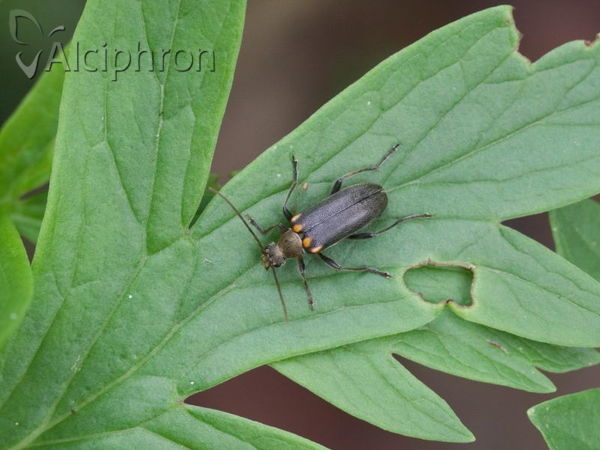 Cortodera humeralis