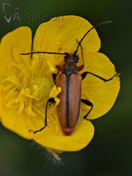 Cortodera flavimana