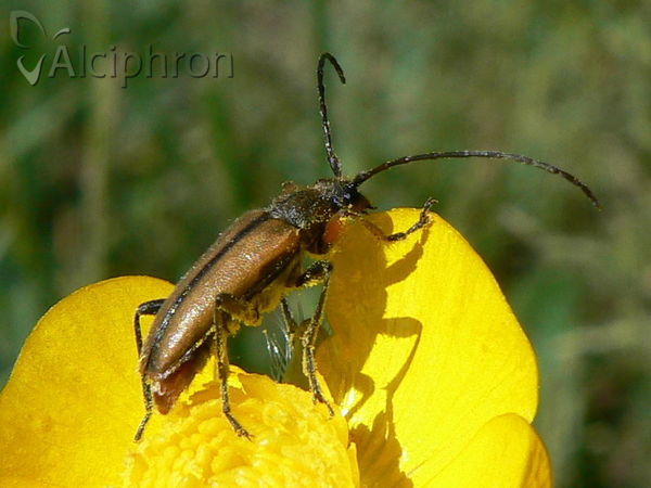 Cortodera flavimana