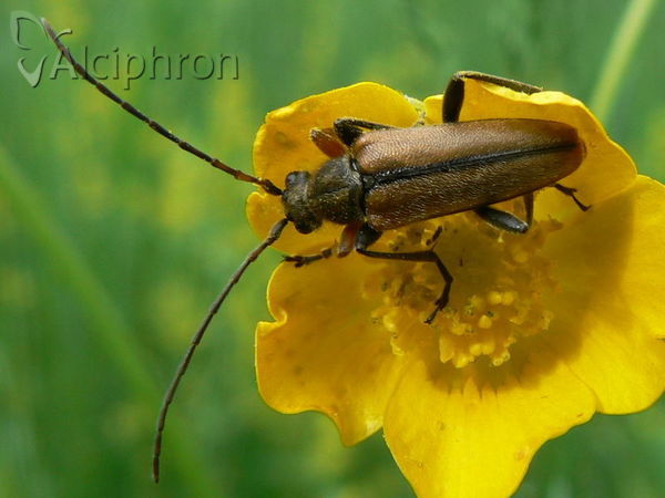 Cortodera flavimana