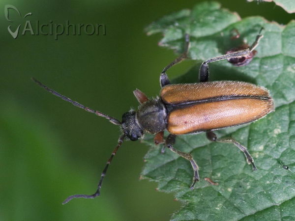 Cortodera flavimana