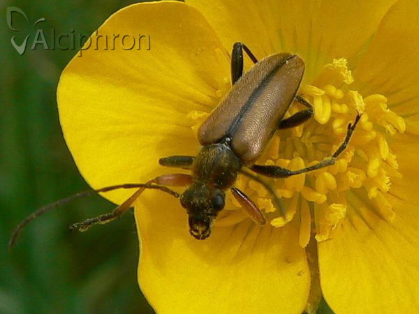 Cortodera flavimana