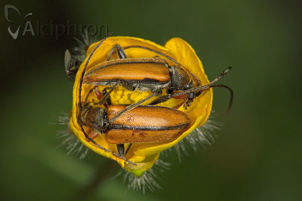 Cortodera flavimana