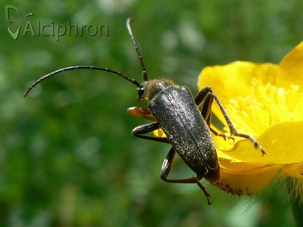 Cortodera holosericea