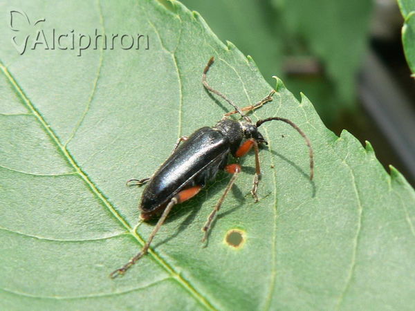 Cortodera holosericea