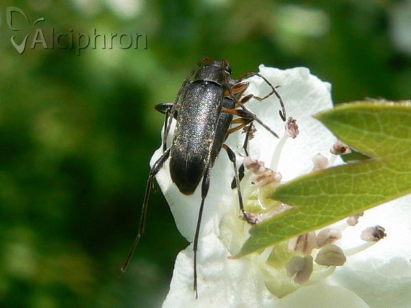 Cortodera villosa