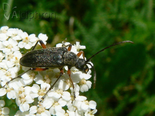 Cortodera villosa