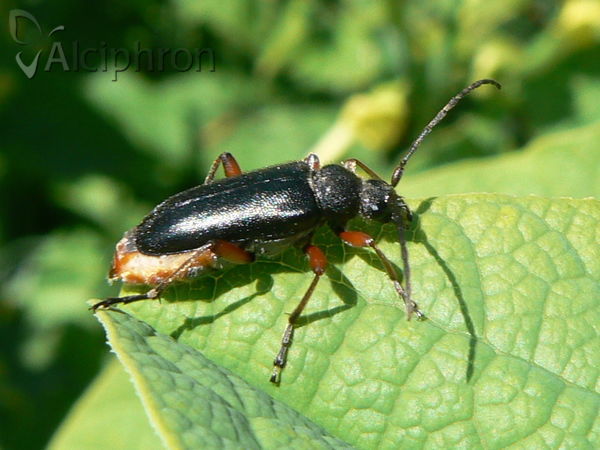 Cortodera villosa