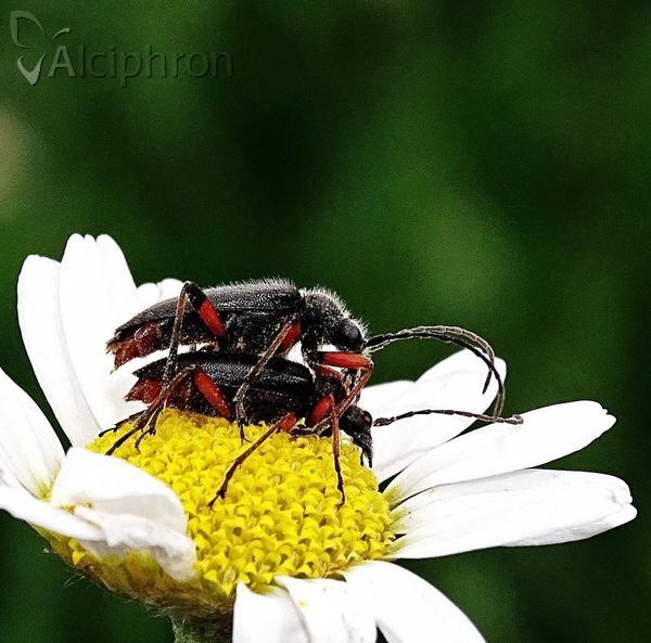 Cortodera villosa