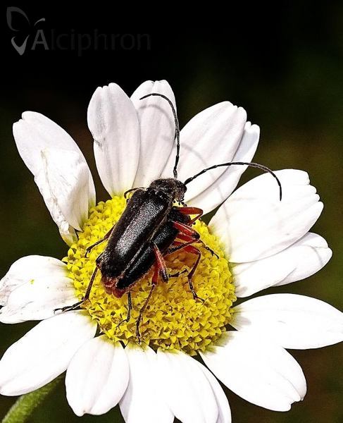 Cortodera villosa