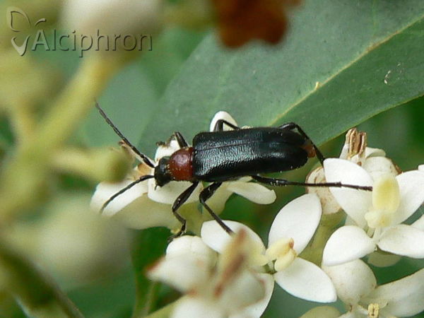 Dinoptera collaris