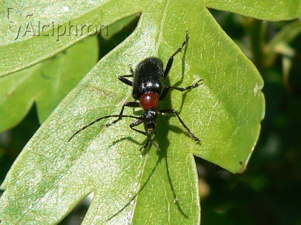 Dinoptera collaris