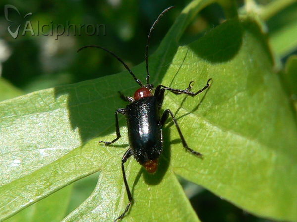 Dinoptera collaris